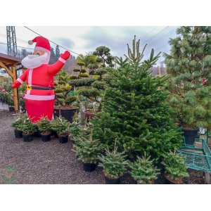 Normandská jedľa (Abies Nordmanniana) - výška 200-220 cm, rezaná PREMIUM